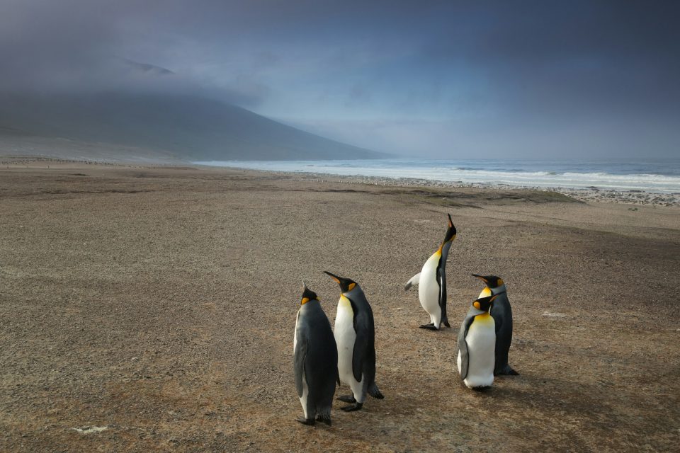 Penguins on falkland islands beach