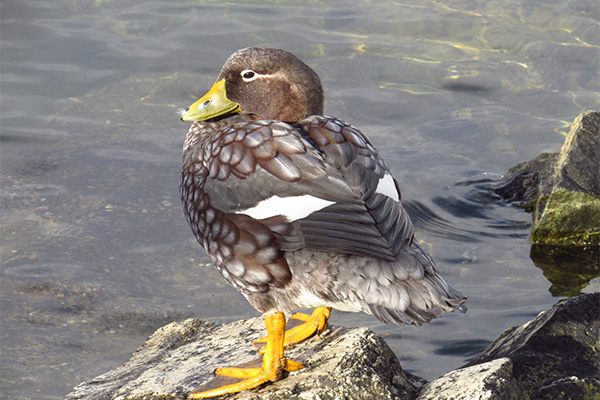 Steamer Duck