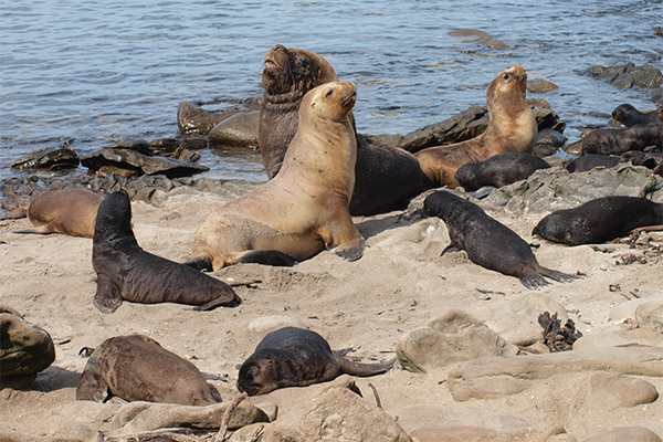 Sea lion