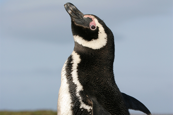 Magellanic Penguin