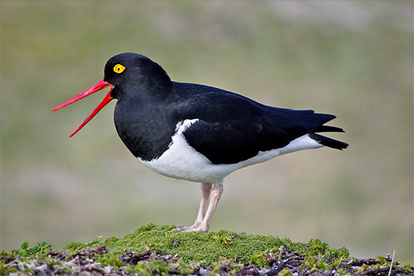 Oystercatcher