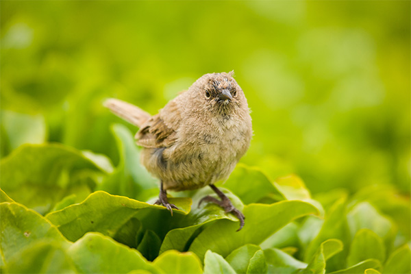 Cobbs Wren