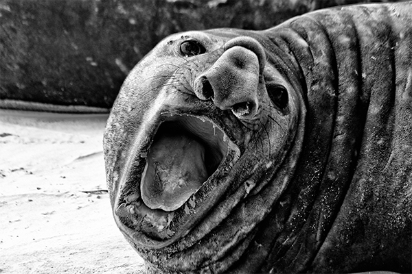 Elephant seal