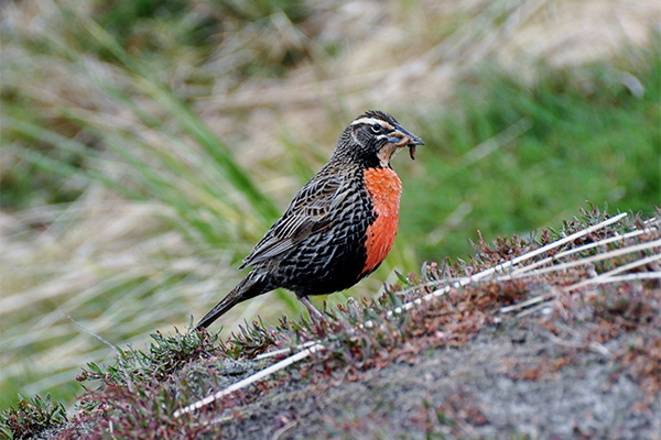 Meadowlark