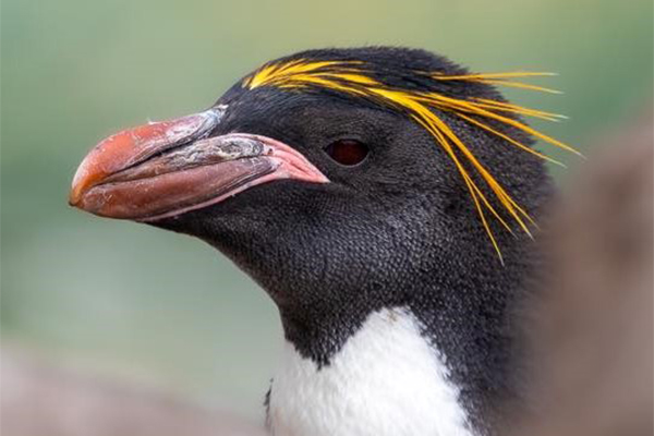 Macaroni Penguin