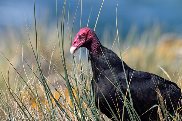 Turkey vulture