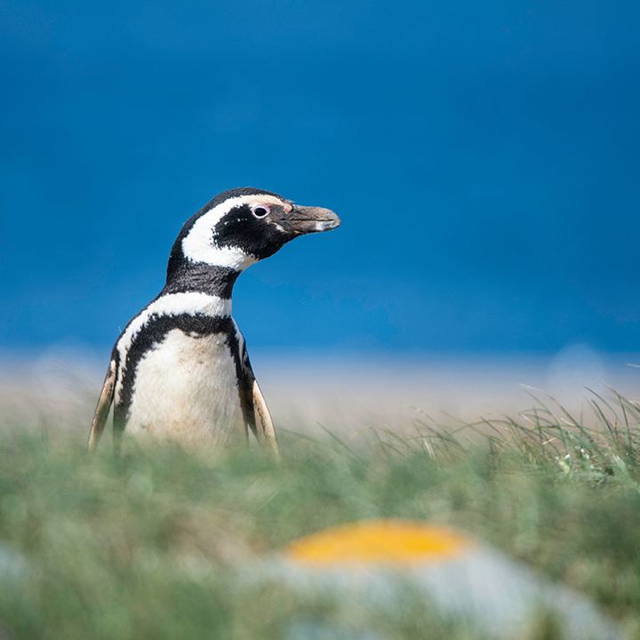 Penguin blue sky