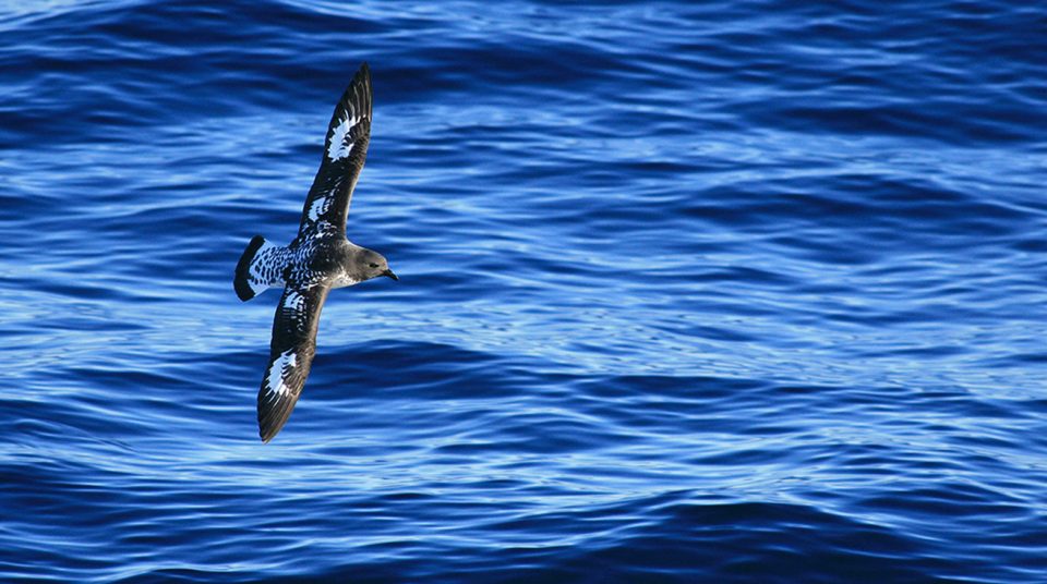 Cape petrel gliding a few meters from the sea