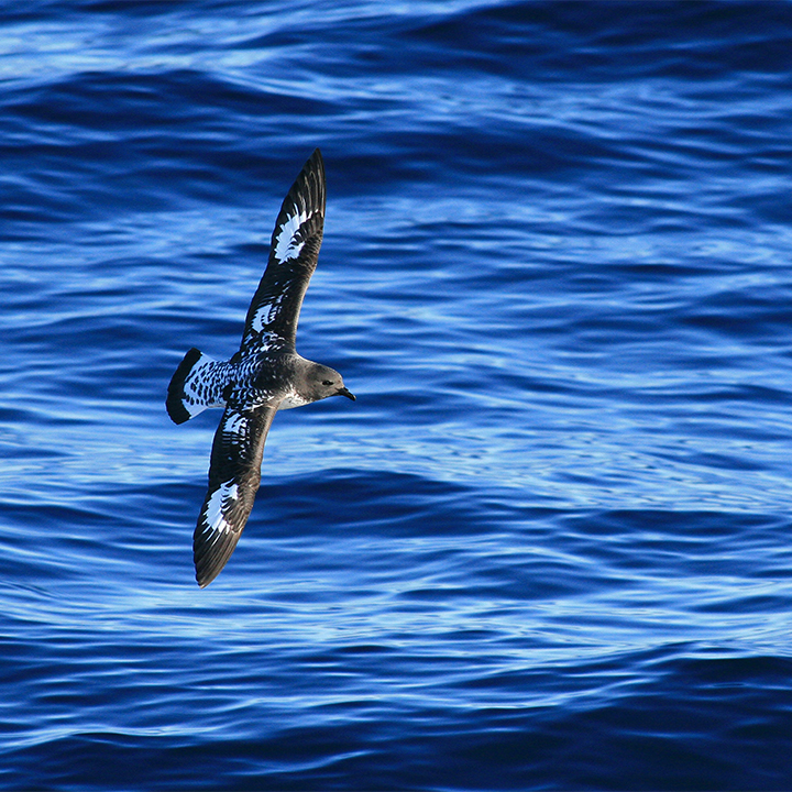 Cape petrel gliding a few meters from the sea