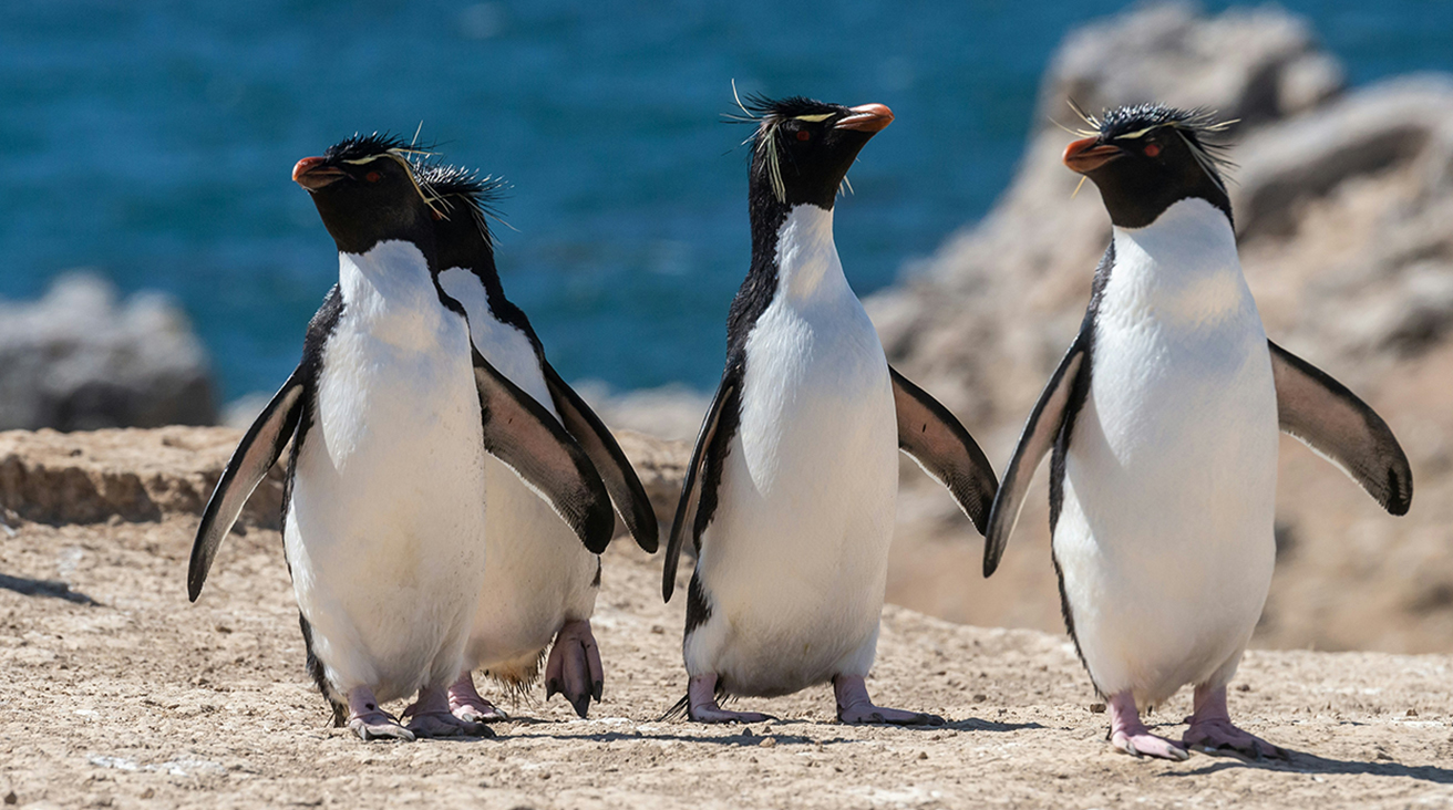 Falklands penguins