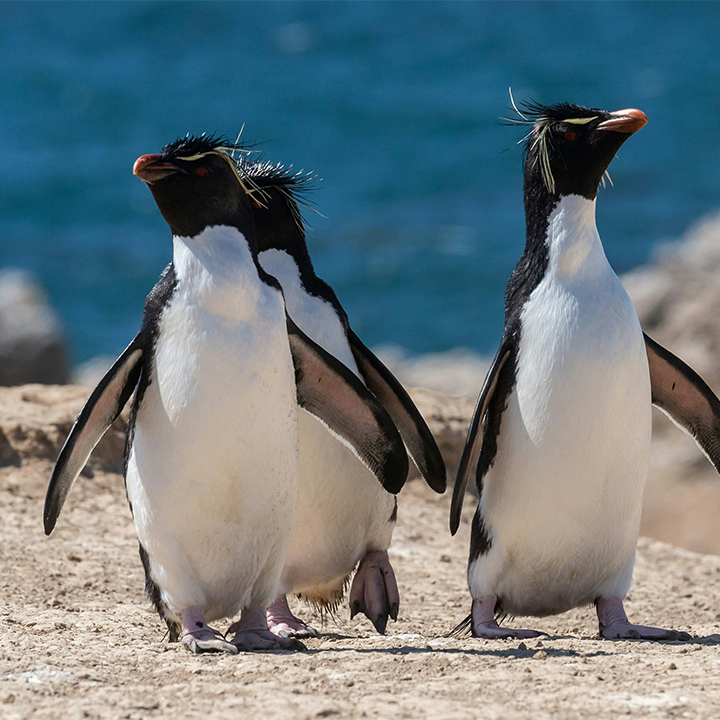 Falklands penguins
