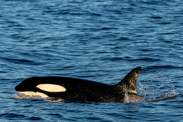 Orca
