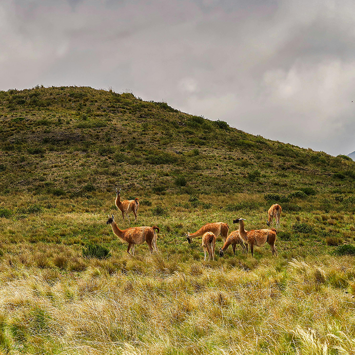 Guanaco