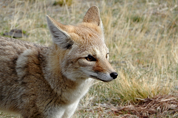 Patagonian Fox