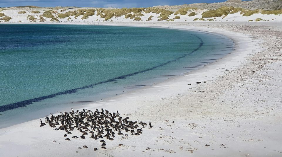 penguins on beach