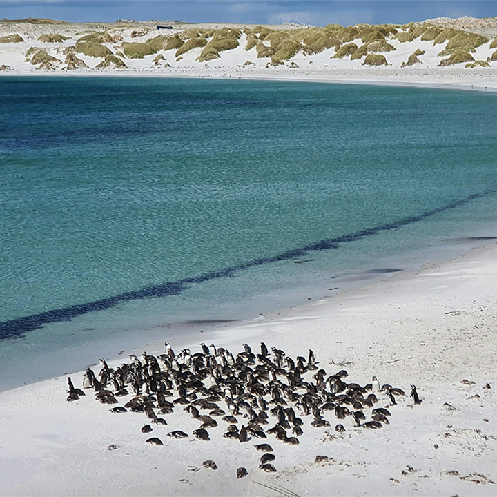 Penguins