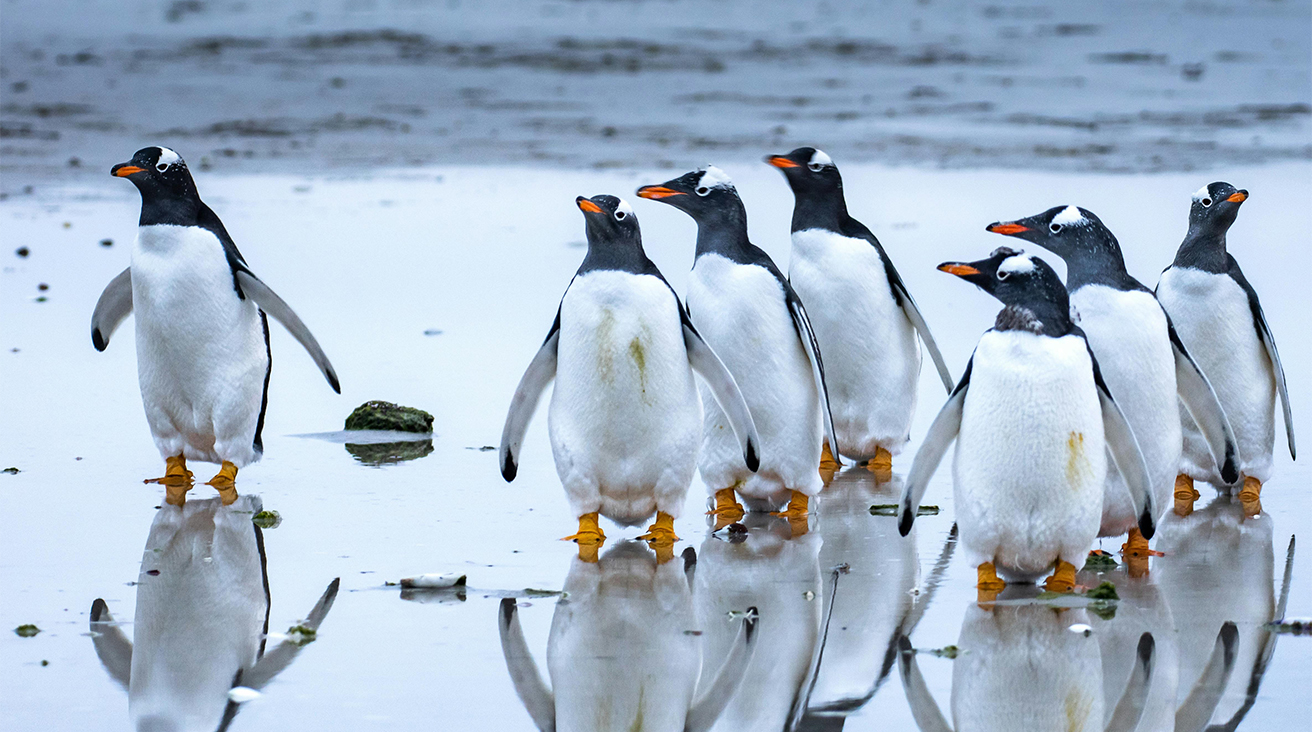 penguins