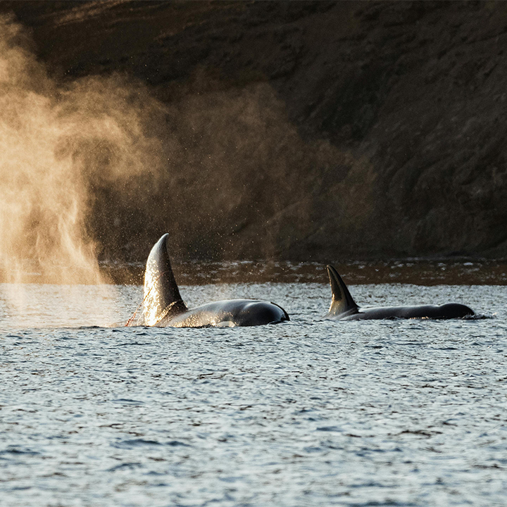 Killer whales
