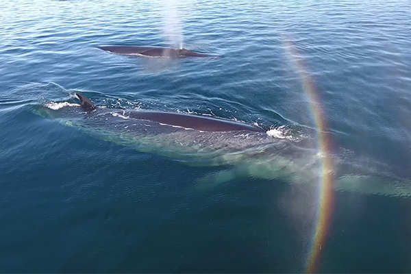 sei whale