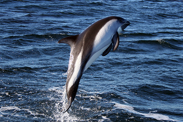 Peale's Dolphin