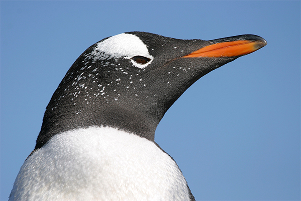 Gentoo Penguin