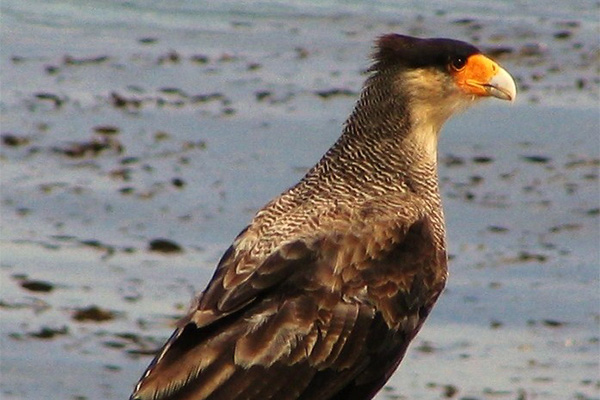 Caracara