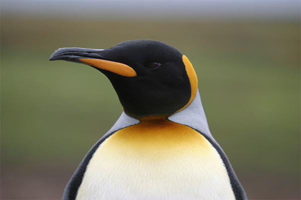 King Penguin