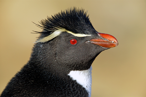 Rockhopper Penguin