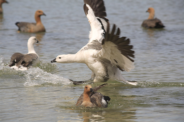 Upland Geese