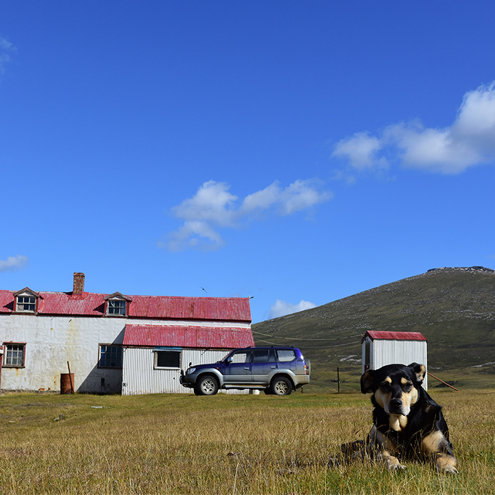 Dog in front of house