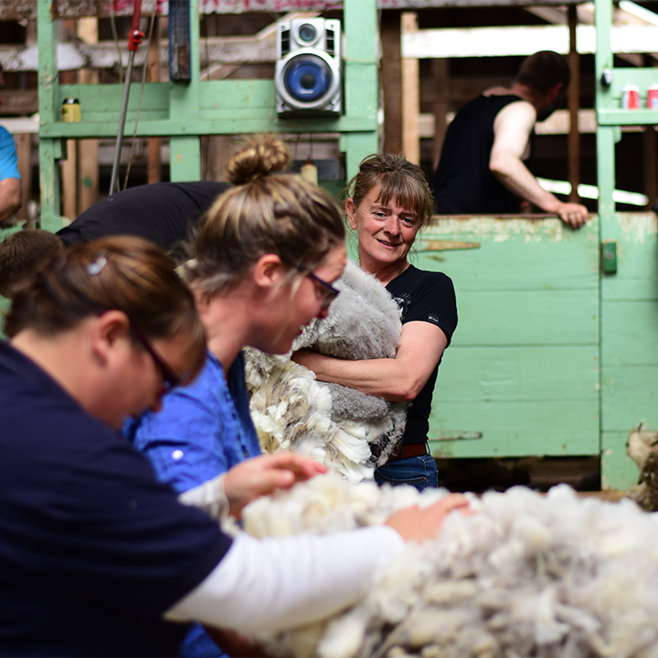 Sorting sheep fleeces at a shearing competition, Fox bay, Falkla