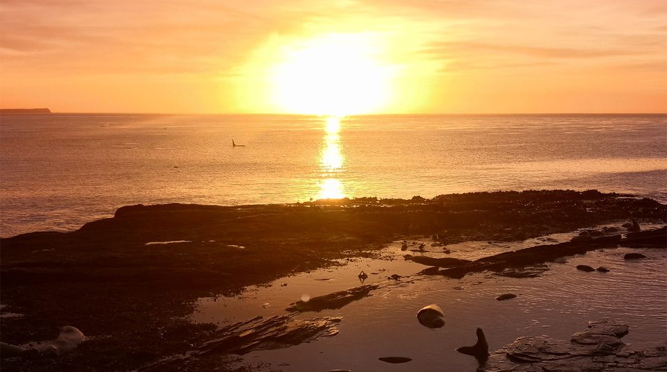 Whale at sunset