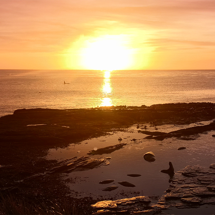 Whale at sunset