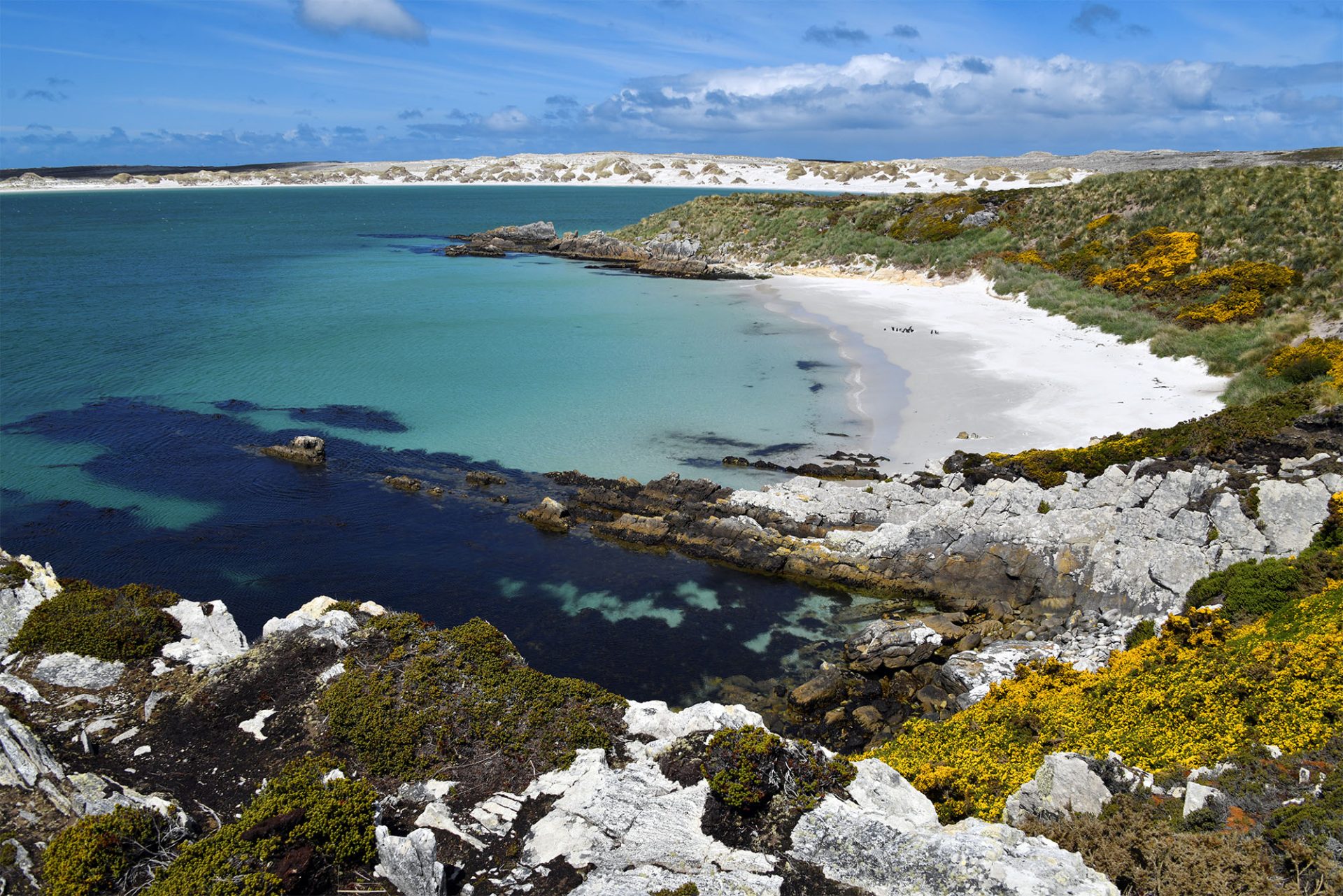 Gypsy Cove, Yorke Bay, East Falkland, Falkland Islands