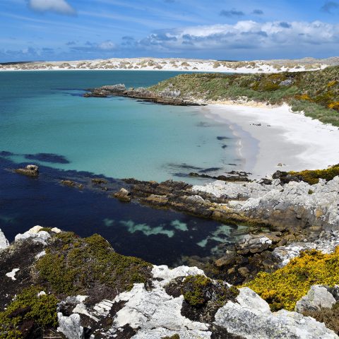 Gypsy Cove, Yorke Bay, East Falkland, Falkland Islands