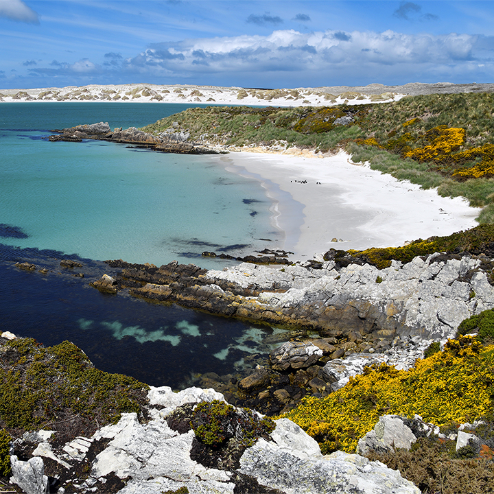 Gypsy Cove, Yorke Bay, East Falkland, Falkland Islands
