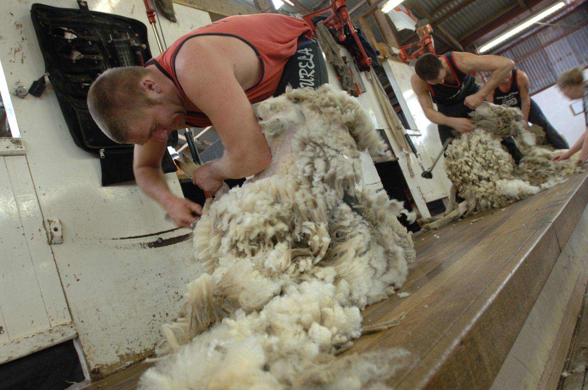 Shearers during a sheep-shearing competition in the Falkland Islands