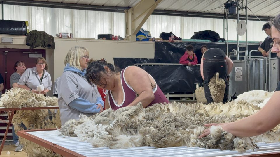 Shearing Competition