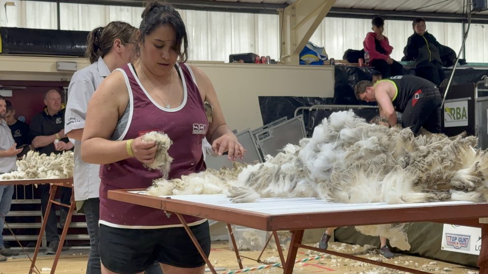 Shearing Competition