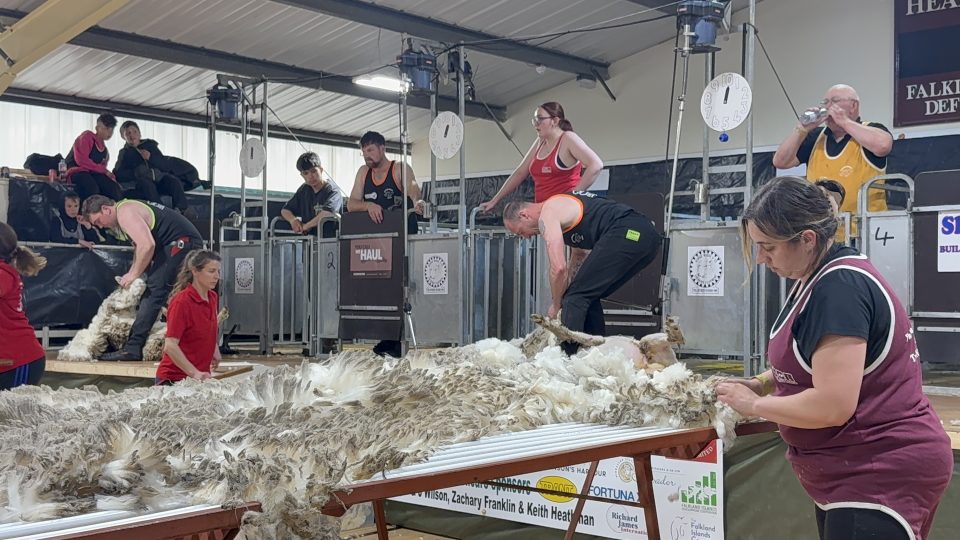 Shearing Competition