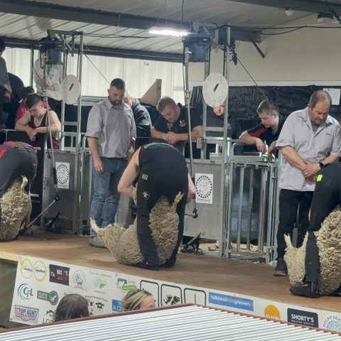 Shearing Competition