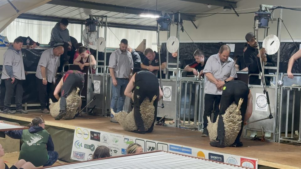 Shearing Competition